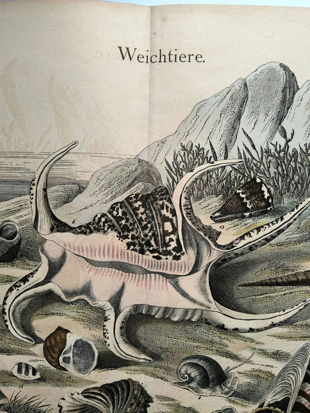 Gravure ancienne 1886 - Coquillages et mollusques 1.Lithographie planche