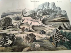 Gravure ancienne 1886 - Coquillages et mollusques 1.Lithographie planche