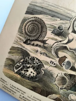 Gravure ancienne 1886 - Coquillages et mollusques 1.Lithographie planche