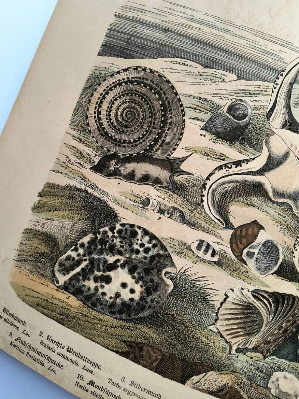 Gravure ancienne 1886 - Coquillages et mollusques 1.Lithographie planche