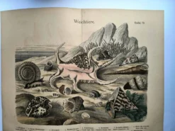 Gravure ancienne 1886 - Coquillages et mollusques 1.Lithographie planche