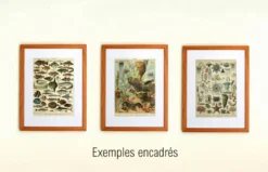 Gravure ancienne 1928 - Crustacés (2) par A. Millot. PlanchePlage, océan
