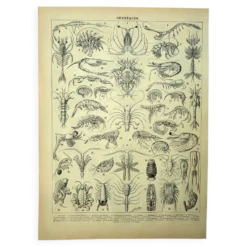 Gravure ancienne 1928 - Crustacés (2) par A. Millot. PlanchePlage, océan