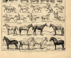 Gravure ancienne de 1923 - Anatomie et races du cheval par A. Millot