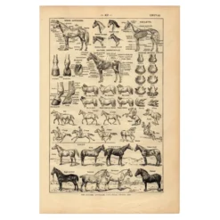 Gravure ancienne de 1923 - Anatomie et races du cheval par A. Millot
