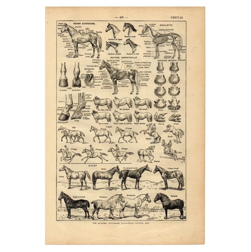 Gravure ancienne de 1923 - Anatomie et races du cheval par A. Millot