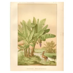Gravure ancienne de 1889 - Bananier - Lithographie Vintage botanique