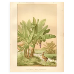 Gravure ancienne de 1889 - Bananier - Lithographie Vintage botanique
