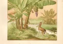 Gravure ancienne de 1889 - Bananier - Lithographie Vintage botanique