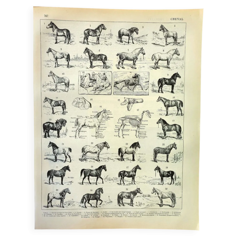 Gravure ancienne de 1897 - Cheval par A. Millot - planche Lithographie