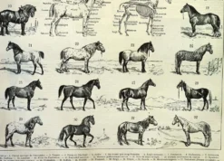 Gravure ancienne de 1897 - Cheval par A. Millot - planche Lithographie