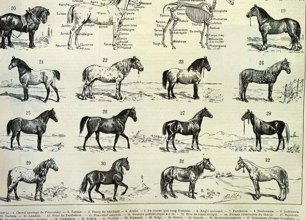 Gravure ancienne de 1897 - Cheval par A. Millot - planche Lithographie