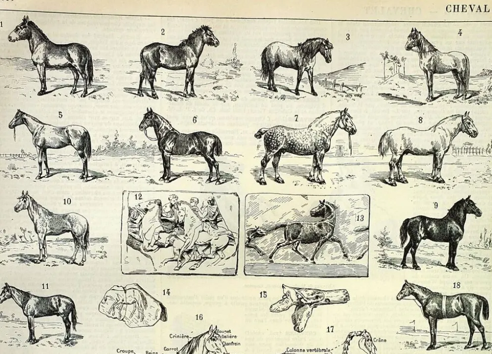 Gravure ancienne de 1897 - Cheval par A. Millot - planche Lithographie