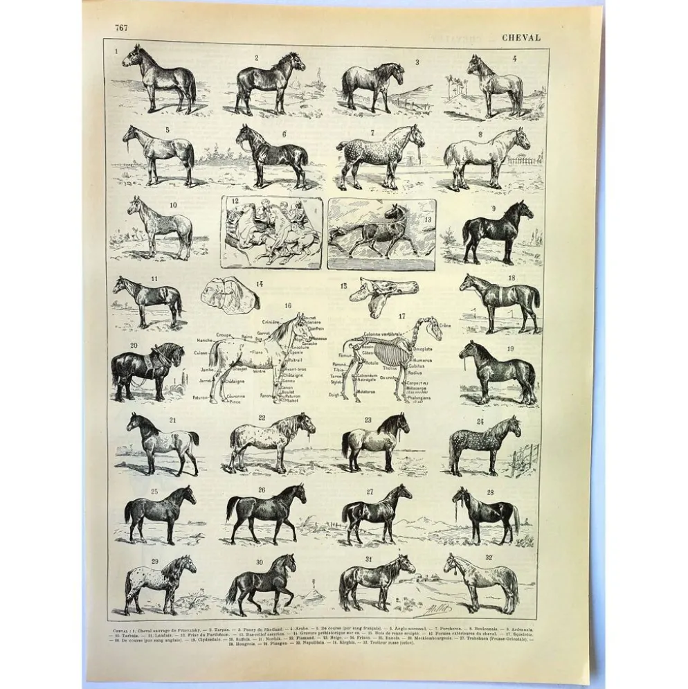 Gravure ancienne de 1897 - Cheval par A. Millot - planche Lithographie