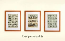 Gravure ancienne de 1897 - Cheval par A. Millot - planche Lithographie