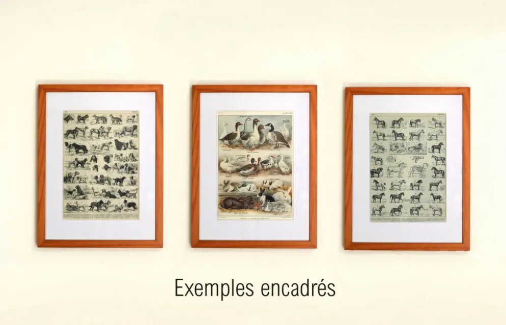 Gravure ancienne de 1897 - Cheval par A. Millot - planche Lithographie