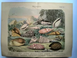 Gravure ancienne de 1886. Coquillages et mollusques (2) Mer, plage et océan