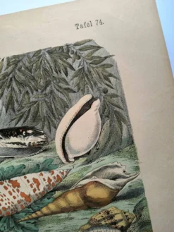 Gravure ancienne de 1886. Coquillages et mollusques (2) Mer, plage et océan