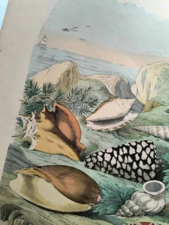 Gravure ancienne de 1886. Coquillages et mollusques (2) Mer, plage et océan