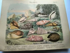 Gravure ancienne de 1886. Coquillages et mollusques (2) Mer, plage et océan