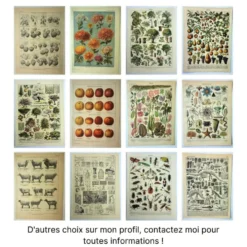 Gravure ancienne de 1921 - Flore de Prairie (1) - planche botanique fleurs