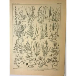 Gravure ancienne de 1921 - Flore de Prairie (1) - planche botanique fleurs