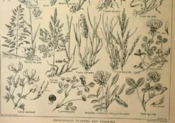 Gravure ancienne de 1921 - Flore de Prairie (1) - planche botanique fleurs