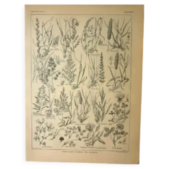 Gravure ancienne de 1921 - Flore de Prairie (1) - planche botanique fleurs