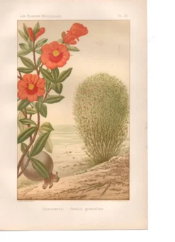 Gravure ancienne de 1889. Grenadier. planche botanique. Fleur rouge vintage