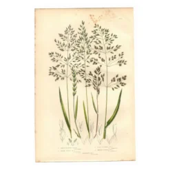 Gravure ancienne de 1889 - Herbes de forêts par A. Pratt. Planche botanique