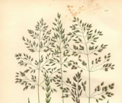 Gravure ancienne de 1889 - Herbes de forêts par A. Pratt. Planche botanique