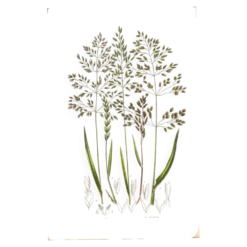 Gravure ancienne de 1889 - Herbes de forêts par A. Pratt. Planche botanique