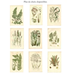 Gravure ancienne de 1889 - Herbes de forêts par A. Pratt. Planche botanique