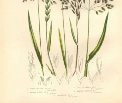 Gravure ancienne de 1889 - Herbes de forêts par A. Pratt. Planche botanique