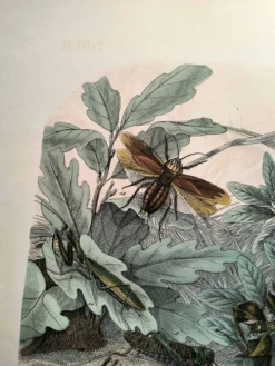 Gravure ancienne de 1886 - Insectes tropicaux et sauterelles - Lithographie