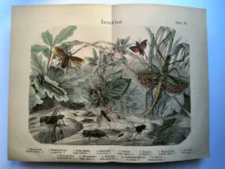 Gravure ancienne de 1886 - Insectes tropicaux et sauterelles - Lithographie