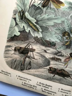 Gravure ancienne de 1886 - Insectes tropicaux et sauterelles - Lithographie