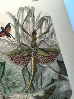 Gravure ancienne de 1886 - Insectes tropicaux et sauterelles - Lithographie