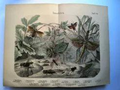 Gravure ancienne de 1886 - Insectes tropicaux et sauterelles - Lithographie