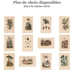 Gravure ancienne de 1839 - Oiseaux aquatiques - planche zoologique nature