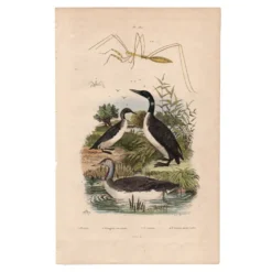 Gravure ancienne de 1839 - Oiseaux aquatiques - planche zoologique nature