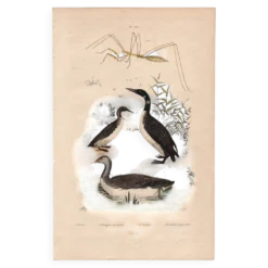 Gravure ancienne de 1839 - Oiseaux aquatiques - planche zoologique nature