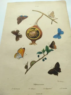 Gravure ancienne de 1839 -Papillons Polymmate - par Dumesnil - colorée main