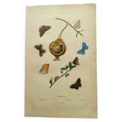 Gravure ancienne de 1839 -Papillons Polymmate - par Dumesnil - colorée main