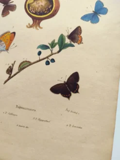 Gravure ancienne de 1839 -Papillons Polymmate - par Dumesnil - colorée main