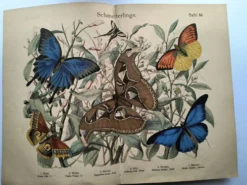 Gravure ancienne de 1886 - Papillons tropicaux (1) estampe vintage nature
