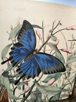 Gravure ancienne de 1886 - Papillons tropicaux (1) estampe vintage nature