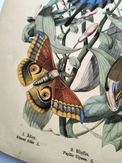 Gravure ancienne de 1886 - Papillons tropicaux (1) estampe vintage nature