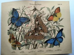 Gravure ancienne de 1886 - Papillons tropicaux (1) estampe vintage nature
