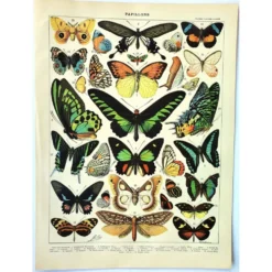 Gravure ancienne de 1897 - Papillons exotiques - par A. Millot - planche